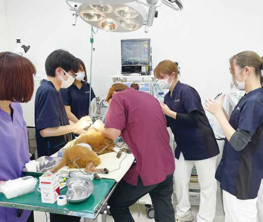 外科手術実習や獣医師の診療補助を行い、内科診療や外科診療に必要な「現場力」を養います。